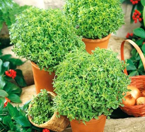 Basil Zeleniy mini